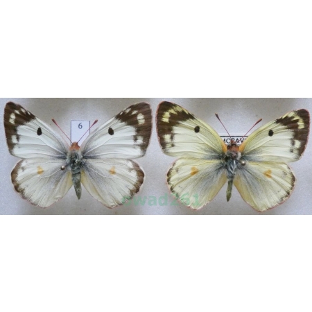 Colias hyale (Linnaeus, 1758) pair Szlaczkoń siarecznik Czech6